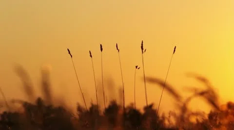 Meadow at sunset Stock Footage 10580052