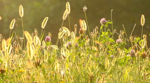 Meadow at sunset Stock Footage 40766384