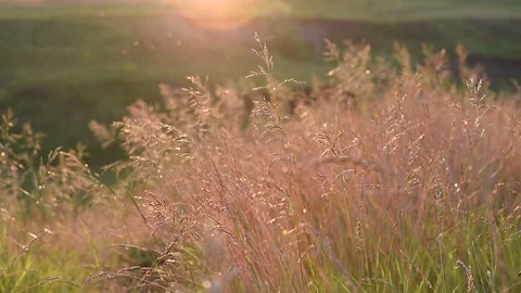 Meadow, sunset Stock Footage 88252603