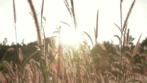Meadow sunset Stock Footage 95055001