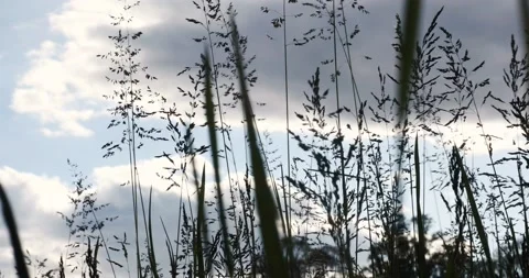 A meadow at sunset Stock Footage 130530241