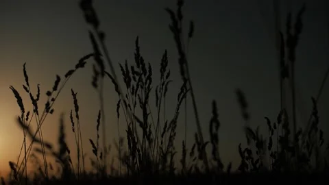 Meadow at sunset Stock Footage 201972378