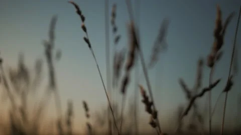 Meadow at sunset Stock-Footage 201985766