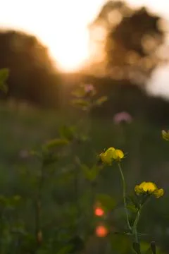Meadow at sunset Stock Photos