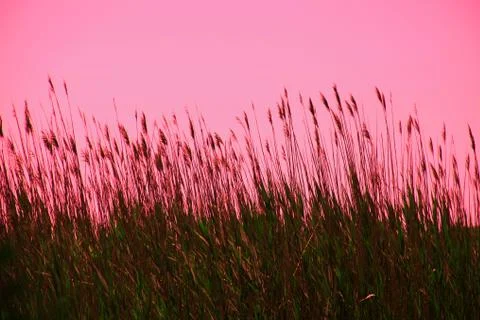 Meadow At Sunset Fotos de archivo