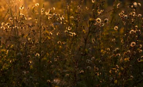 Meadow in sunset Stock Photos