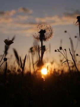 Meadow sunset Stock Photos