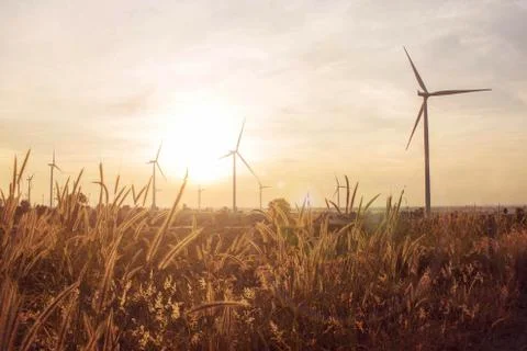 Meadow at sunset. Stock Photos