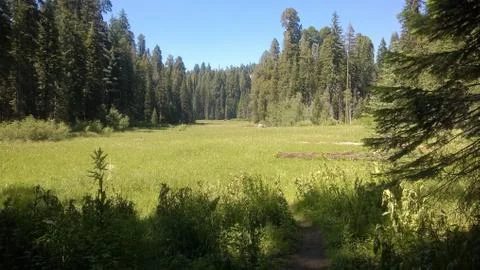Meadow surrounded by trees Foto stock