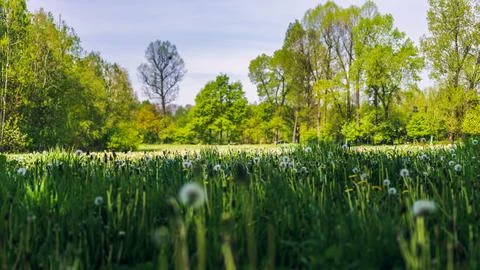 Meadow surrounded by trees in the springtime. High grass with countless dan.. Stock Photos