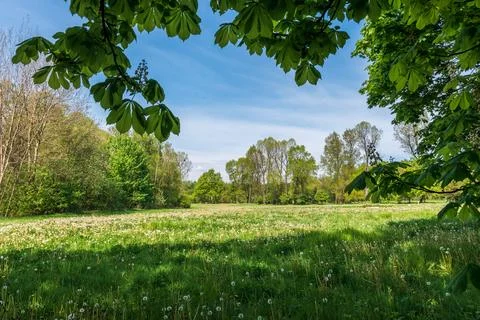 Meadow surrounded by trees in the springtime. High grass with countless dan.. Stock Photos