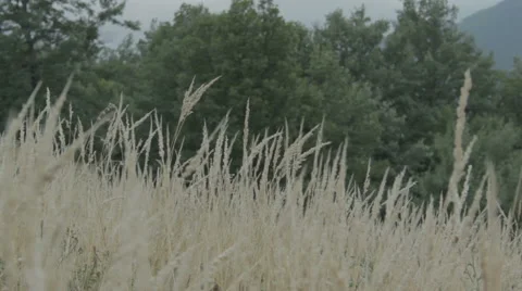 Meadow surrounded by woods. Dry grass. Stock Footage 52924729
