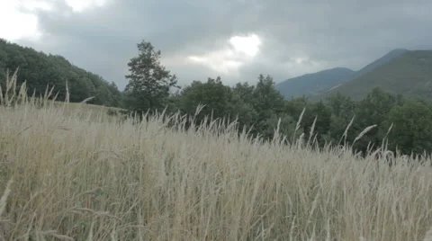 Meadow surrounded by woods. Dry grass. Stock Footage 52925041