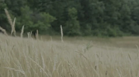 Meadow surrounded by woods. Dry grass. Stock Footage 52927110