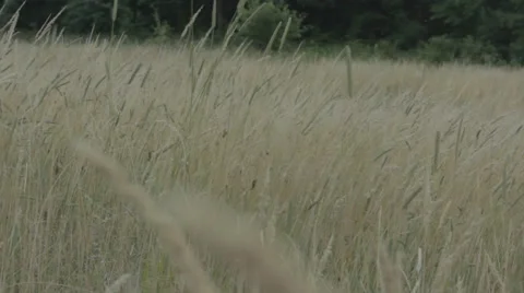Meadow surrounded by woods. Dry grass. Stock Footage 52928399