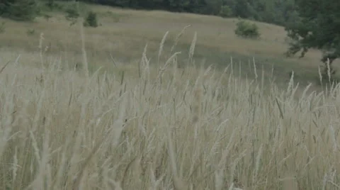 Meadow surrounded by woods. Dry grass. Video stock 52930230