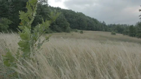 Meadow surrounded by woods. Dry grass. Video stock 52953413