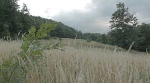 Meadow surrounded by woods. Dry grass. Video stock 52953447