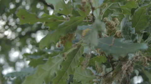 Meadow surrounded by woods. Dry grass. Video stock 52964895