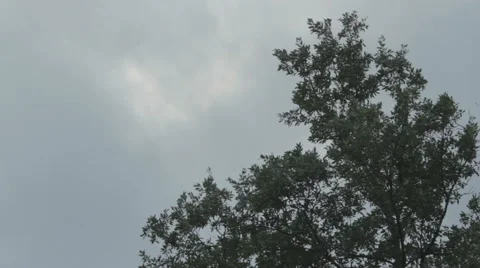 Meadow surrounded by woods. Dry grass. Video stock 52964912