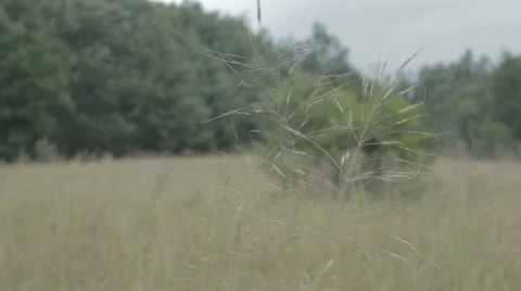 Meadow surrounded by woods. Dry grass. Video stock 52966729