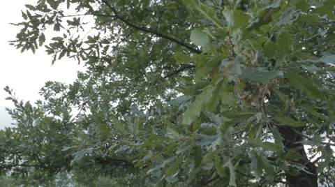Meadow surrounded by woods. Dry grass. Video stock 52994597