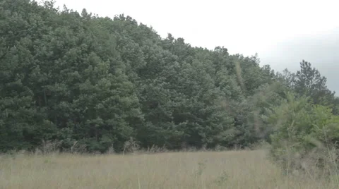 Meadow surrounded by woods. Dry grass. Video stock 52995197
