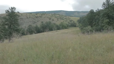 Meadow surrounded by woods. Dry grass. Stock Footage 53017872