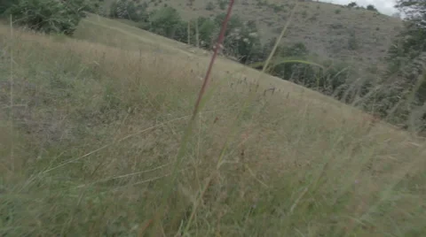 Meadow surrounded by woods. Dry grass. Video stock 53018246