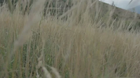 Meadow surrounded by woods. Dry grass. Video stock 53018833