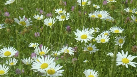Meadow Symphony: 4K Dance of Wind-Kissed Daisies and Fluttering Insects Stock Footage 248602117