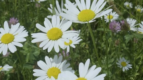 Meadow Symphony: 4K Dance of Wind-Kissed Daisies and Fluttering Insects 動画素材 248602135