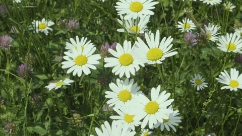 Meadow Symphony: 4K Dance of Wind-Kissed Daisies and Fluttering Insects Stock Footage 248602173