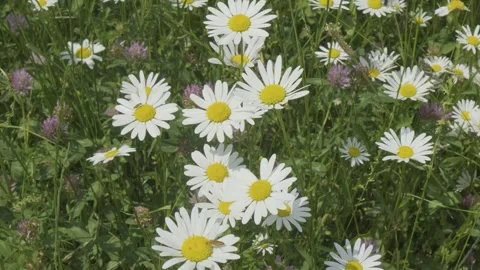 Meadow Symphony: 4K Dance of Wind-Kissed Daisies and Fluttering Insects 動画素材 248602204