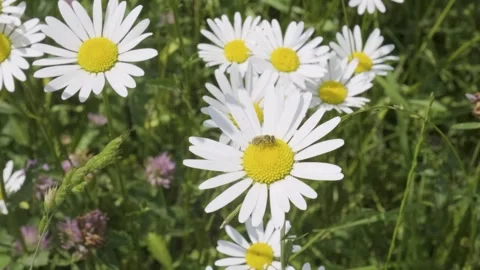 Meadow Symphony: 4K Dance of Wind-Kissed Daisies and Fluttering Insects Stock Footage 248602221