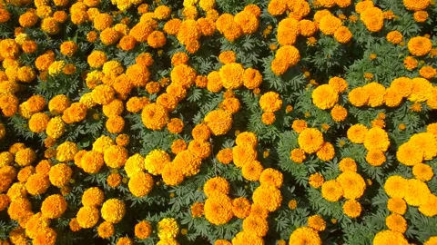 Meadow with Tagetes Erecta Stock Footage 134285289