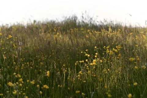 Meadow textures, with a patch of buttercups flower that are highlighted by a Stock Photos