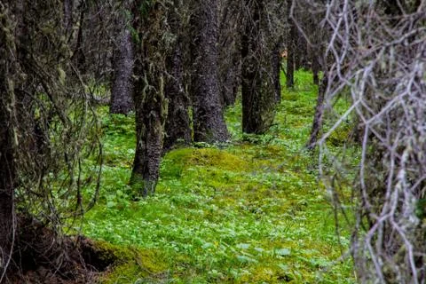 Meadow through forest Stock Photos
