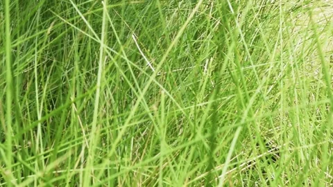 Meadow tilt shoot Stock Footage 149856396
