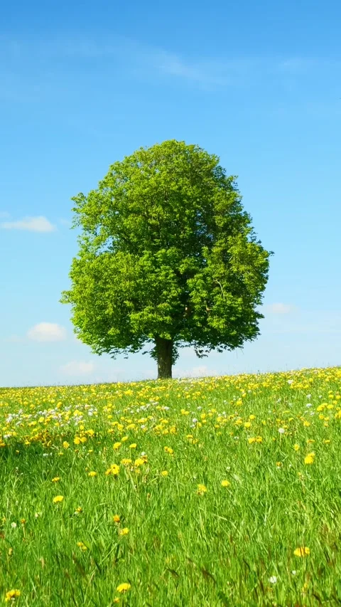 Meadow Timelapse Outdoors Stock Footage 309223416