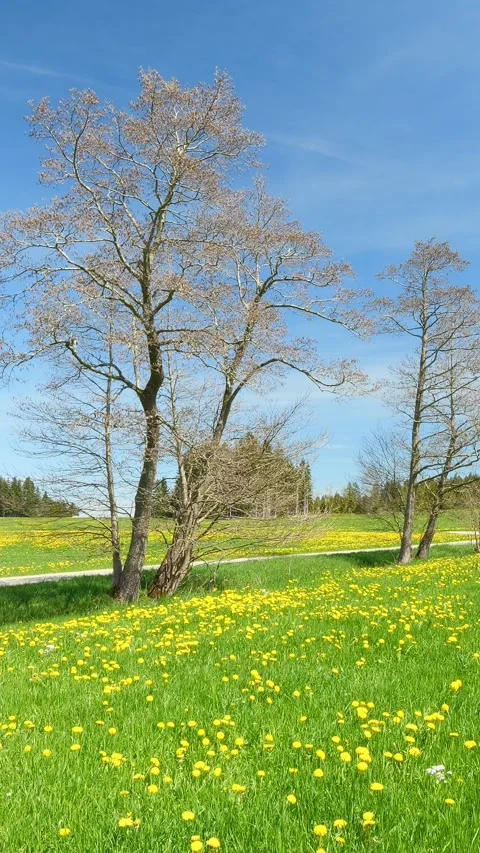 Meadow Timelapse Outdoors Stock Footage 309225337