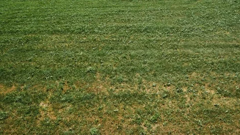 Meadow top shot Stock Footage 91295260