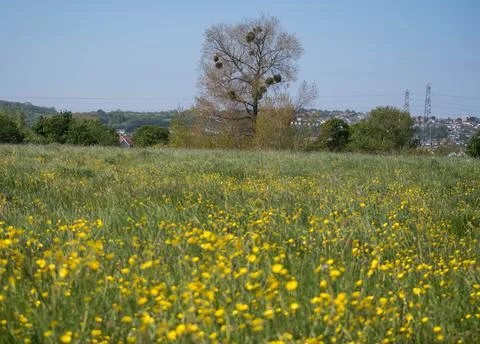 Meadow with tree and mistletoe Stock-Fotos