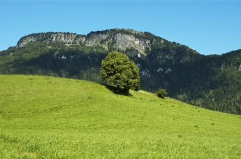 Meadow, tree and mountain Stock Photos