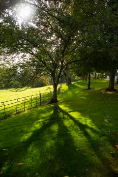 The meadow tree Stock Photos