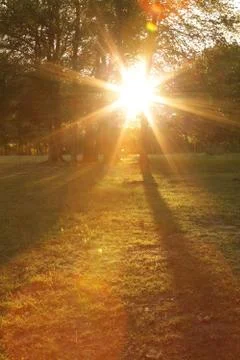 Meadow with tree Foto stock