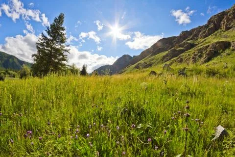 Meadow tree rocks sky Stock Photos