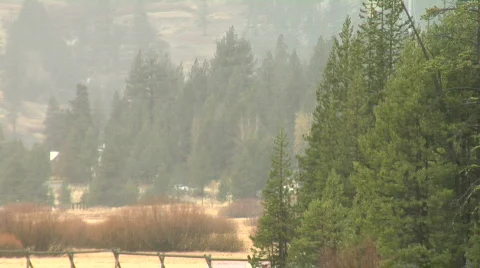 Meadow &amp; Trees 1080 Stock Footage 841868