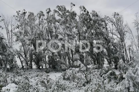 Meadow with trees and forest covered in snow Stock Photos