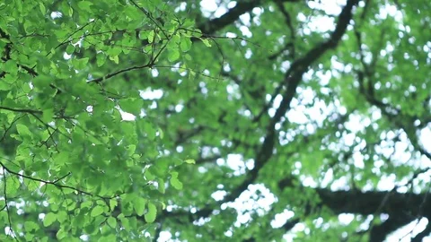 Meadow trees Stock Footage 77048864